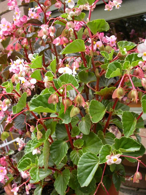 B. semperflorens